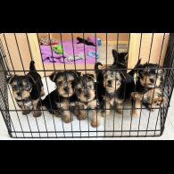 Yorkshire Terrier - Bitches