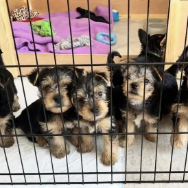 Yorkshire Terrier - Bitches