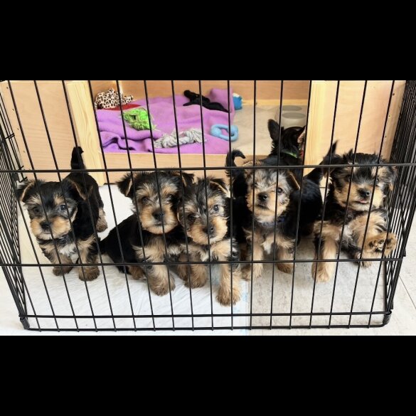 Yorkshire Terrier - Bitches
