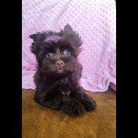 Yorkshire Terrier - Both