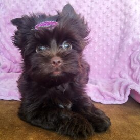 Yorkshire Terrier - Both