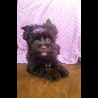 Yorkshire Terrier - Both