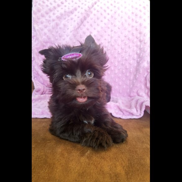 Yorkshire Terrier - Both