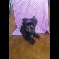 Yorkshire Terrier - Both
