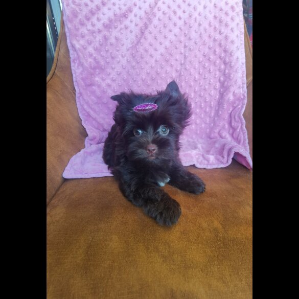 Yorkshire Terrier - Both