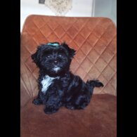 Yorkshire Terrier - Both