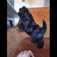 Yorkshire Terrier - Both