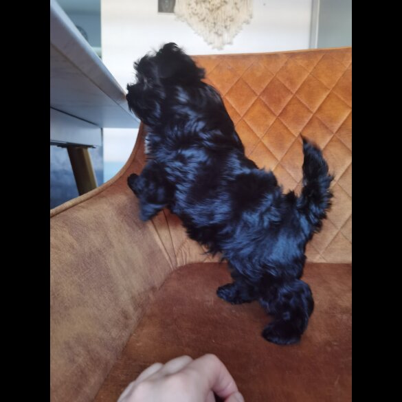 Yorkshire Terrier - Both
