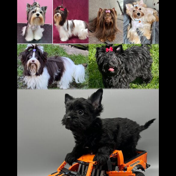Yorkshire Terrier - Both
