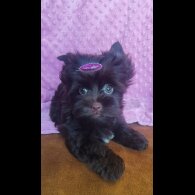 Yorkshire Terrier - Both