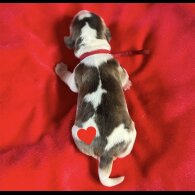 Cocker Spaniel (Working &amp; Show) - Both
