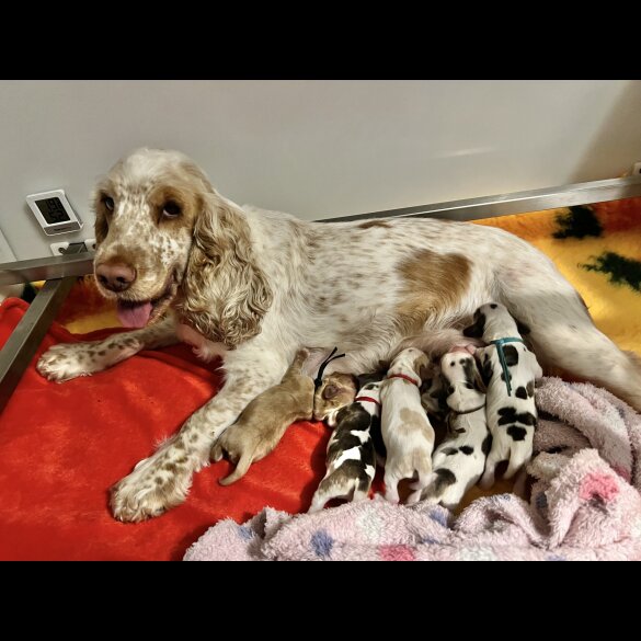 Cocker Spaniel (Working &amp; Show) - Both
