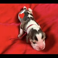 Cocker Spaniel (Working &amp; Show) - Both