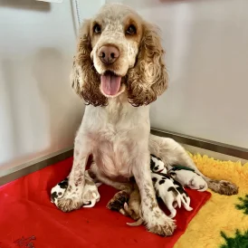 Cocker Spaniel (Working &amp; Show) - Both