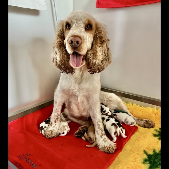 Cocker Spaniel (Working &amp; Show) - Both