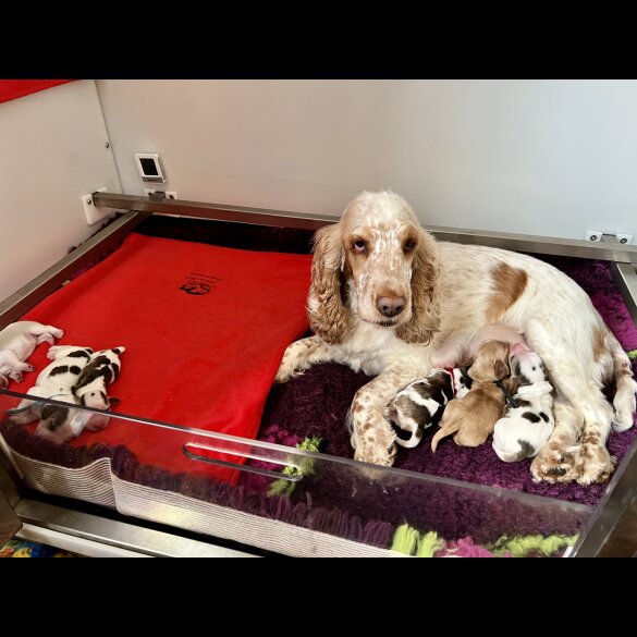 Cocker Spaniel (Working &amp; Show) - Both