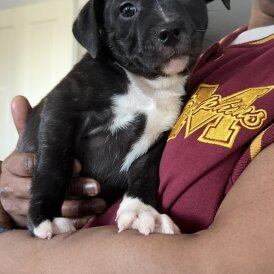 Staffordshire Bull Terrier - Both