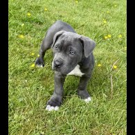 Cane Corso - Dogs