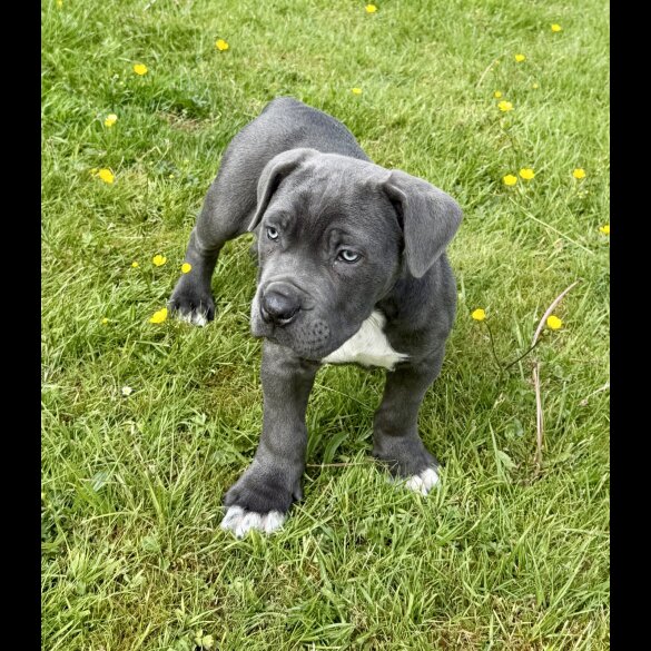 Cane Corso - Dogs