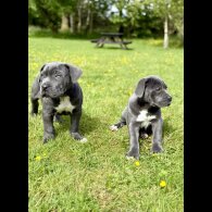Cane Corso - Dogs