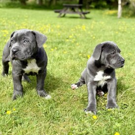 Cane Corso - Dogs