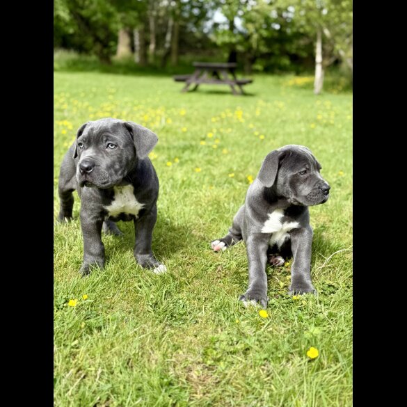 Cane Corso - Dogs