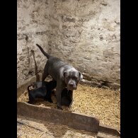 Cane Corso - Dogs