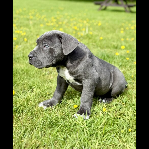 Cane Corso - Dogs
