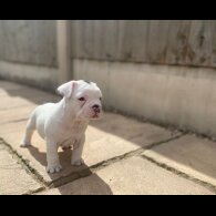 French Bulldog - Both