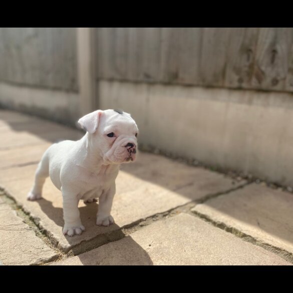 French Bulldog - Both