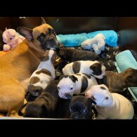 French Bulldog - Both