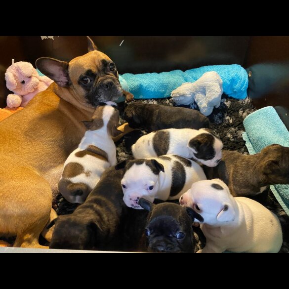 French Bulldog - Both