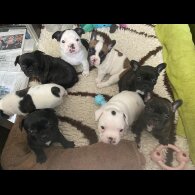 French Bulldog - Both