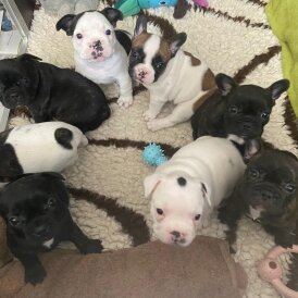 French Bulldog - Both