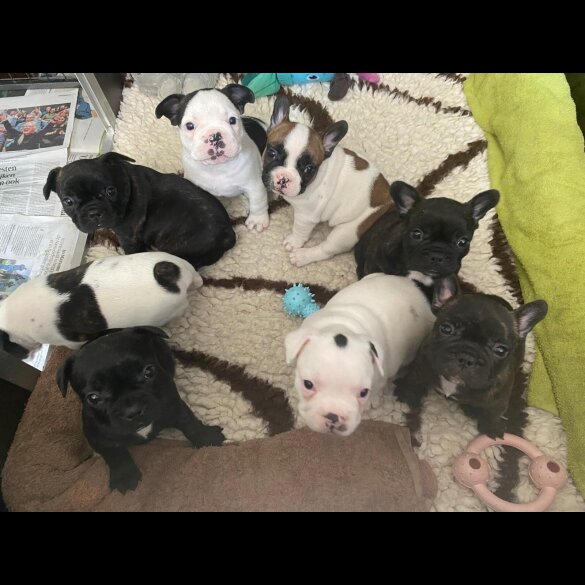 French Bulldog - Both