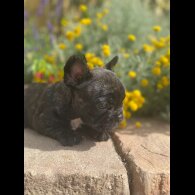 French Bulldog - Both