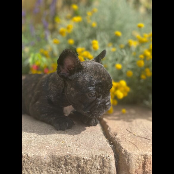 French Bulldog - Both