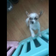 Mixed Breed - Bitches
