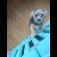 Mixed Breed - Bitches