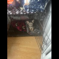 Mixed Breed - Bitches