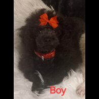 Toy Poodle - Both