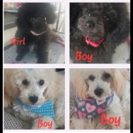 Toy Poodle - Both