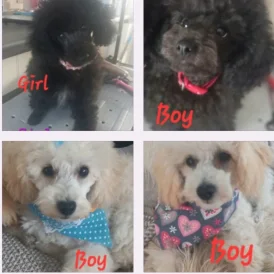 Toy Poodle - Both