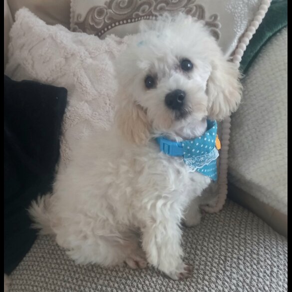 Toy Poodle - Both