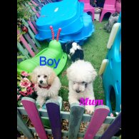 Toy Poodle - Both