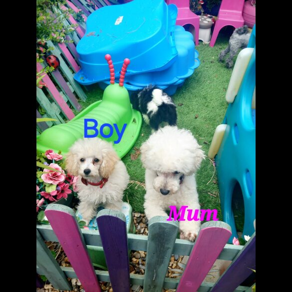 Toy Poodle - Both