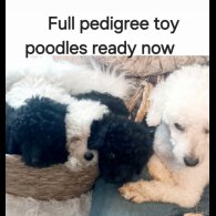 Toy Poodle - Both