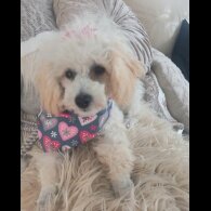 Toy Poodle - Both