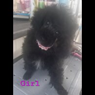 Toy Poodle - Both