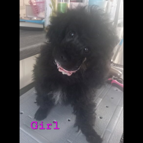 Toy Poodle - Both